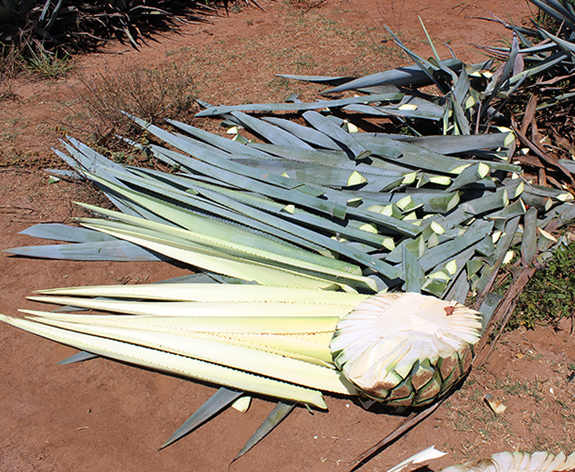 agave-sized