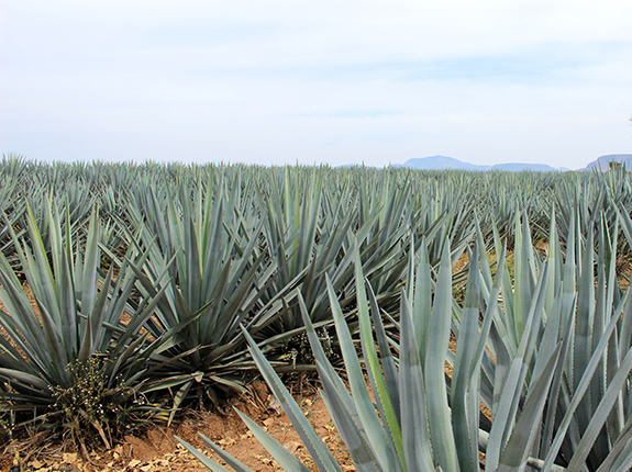 agaves